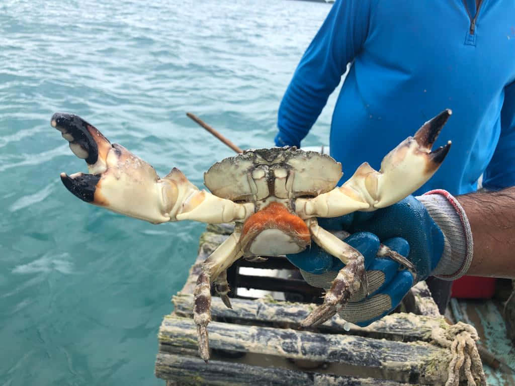 Stone Crab Held Over Water Wallpaper