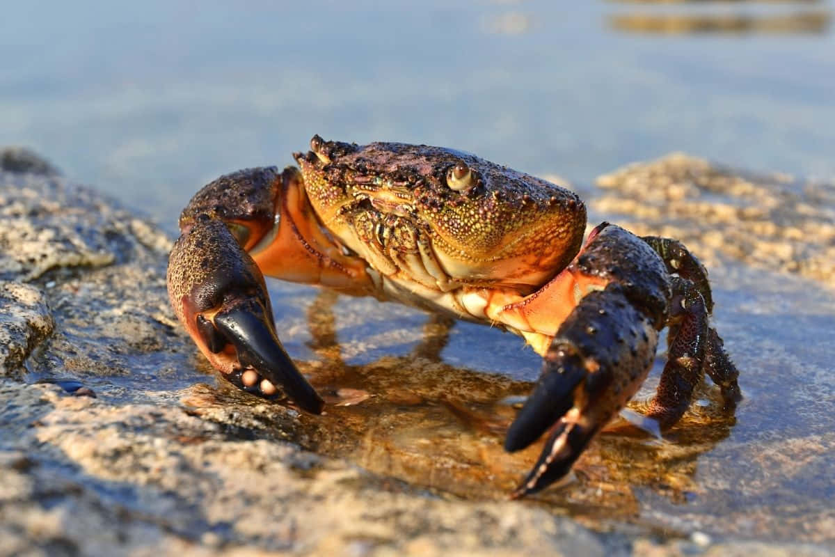 Stone Crab On Rocky Shore Wallpaper