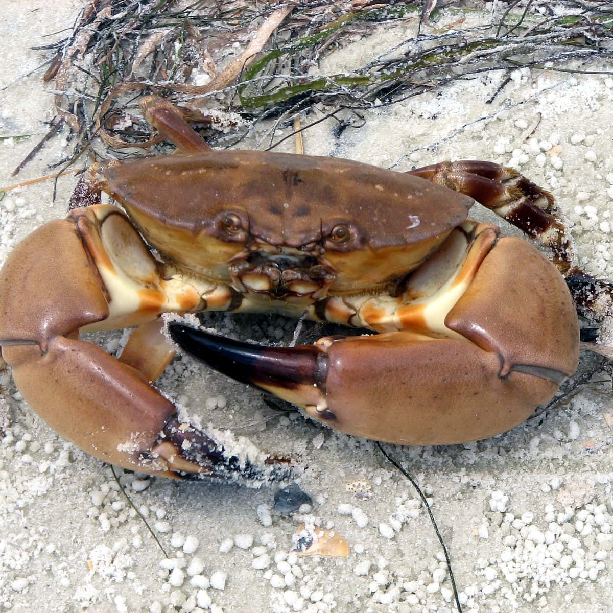 Stone Crab On Sand Wallpaper