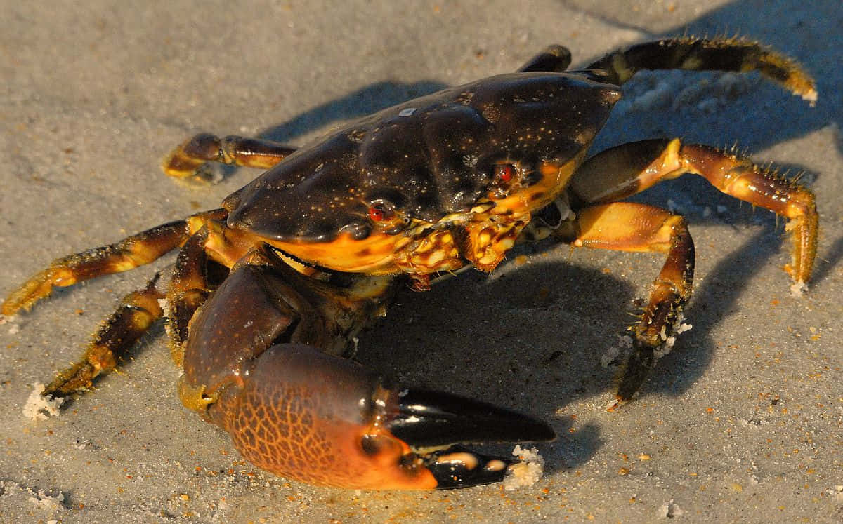 Stone Crab On Sand Wallpaper