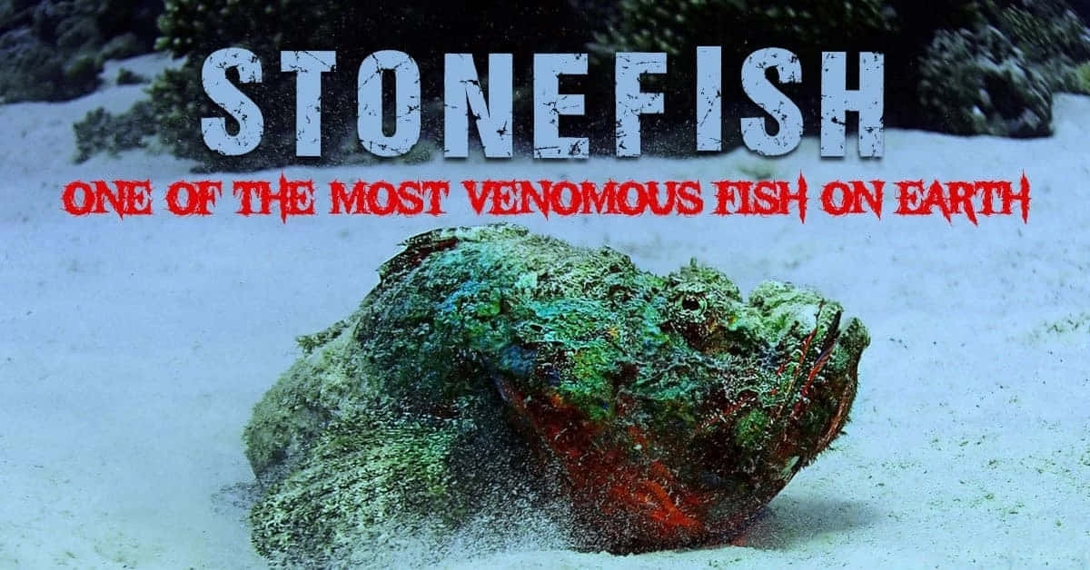 Stonefish Lying In Ambush Wallpaper