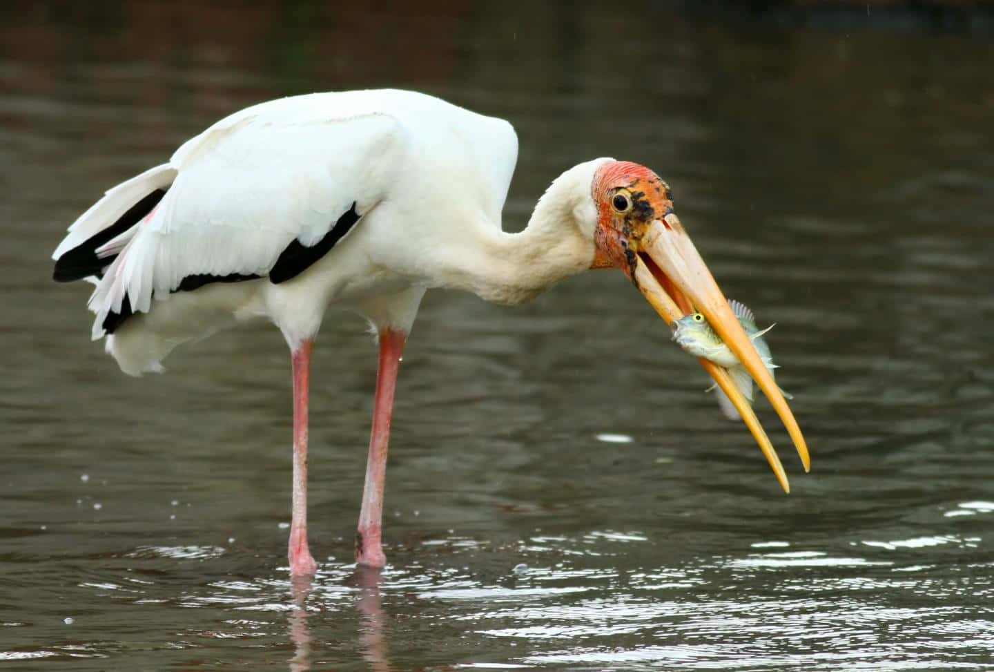 Stork Catching Fish Wallpaper