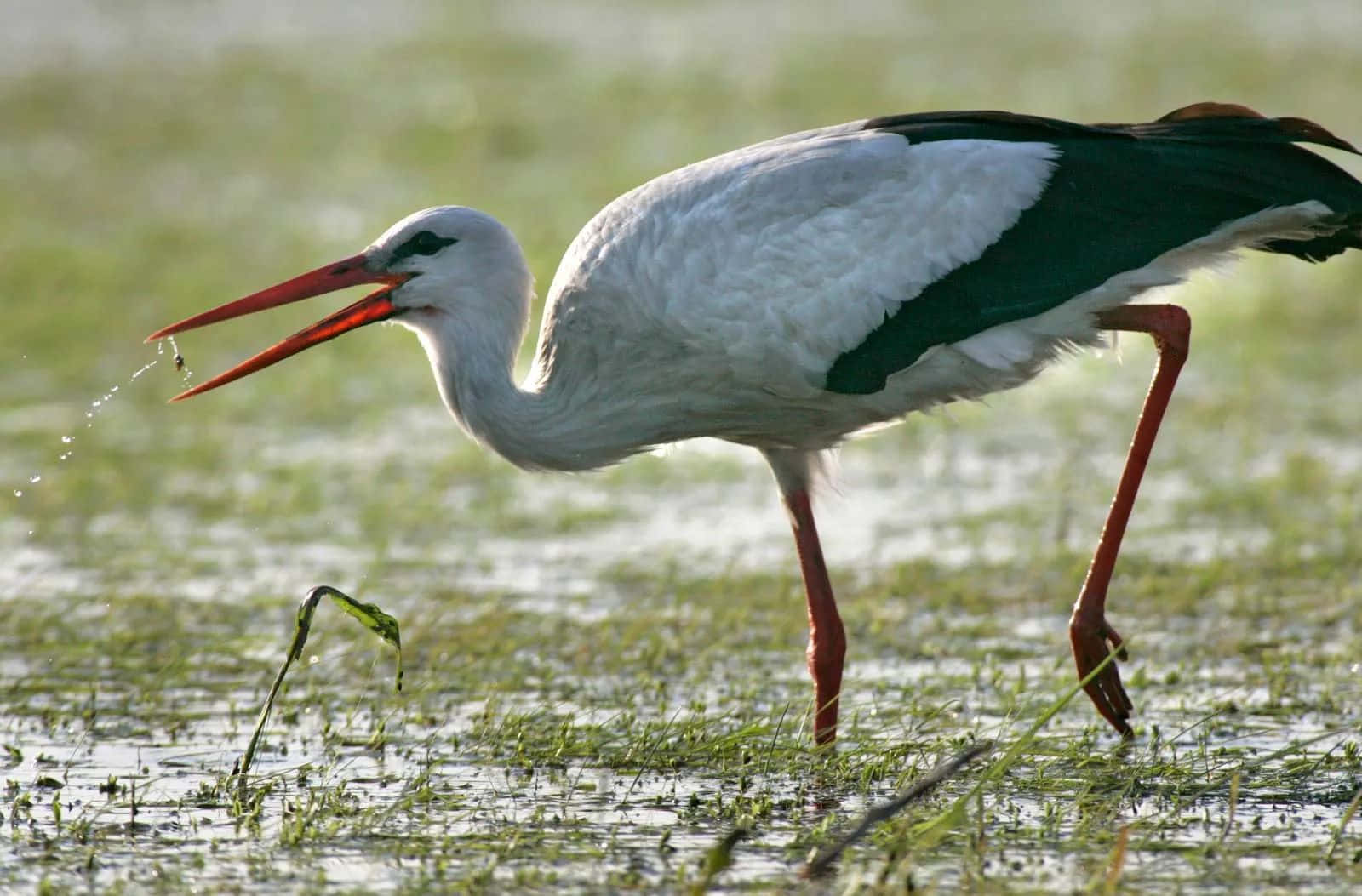 Stork Huntingin Wetlands.jpg Wallpaper