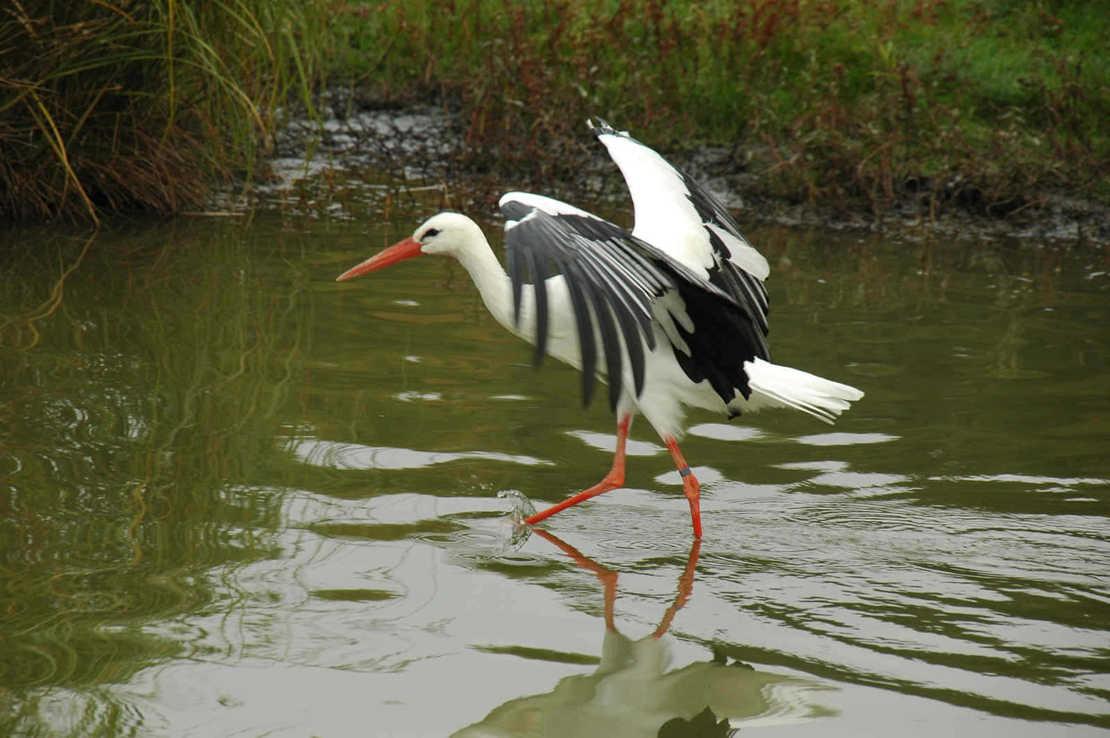 Stork Preparingfor Takeoff Wallpaper