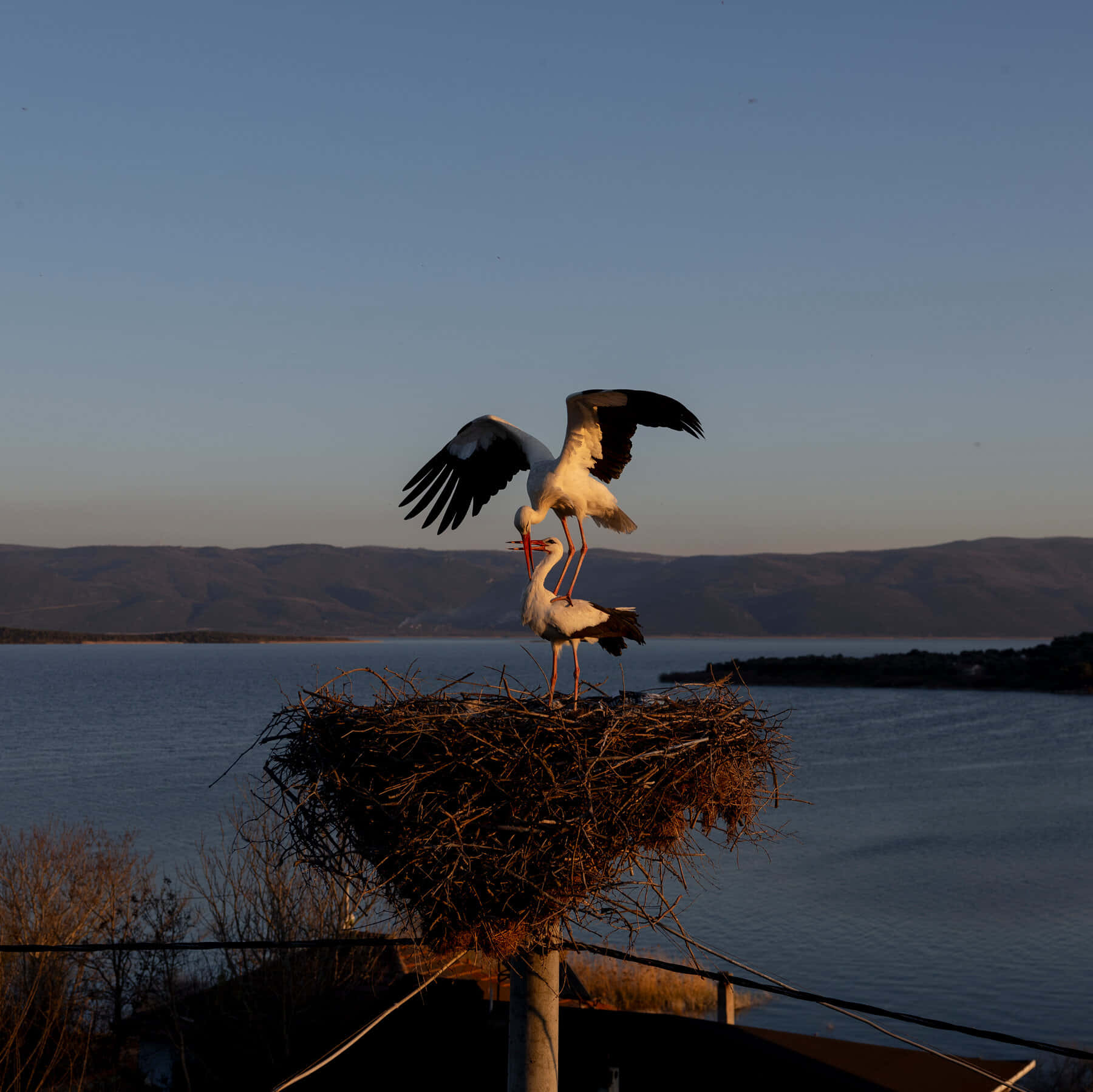 Storks_ Nesting_ At_ Dusk Wallpaper