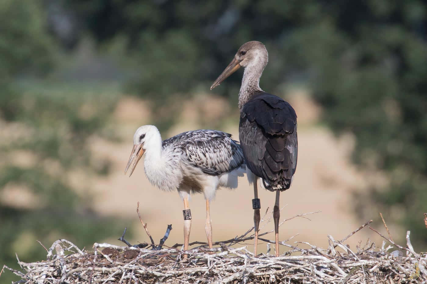 Storks_ Nesting_ Together.jpg Wallpaper