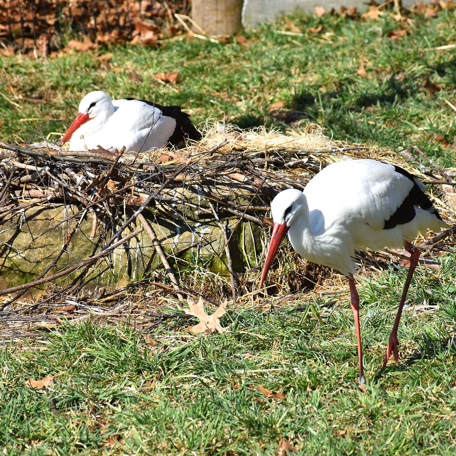 Storks Nestingin Nature Wallpaper