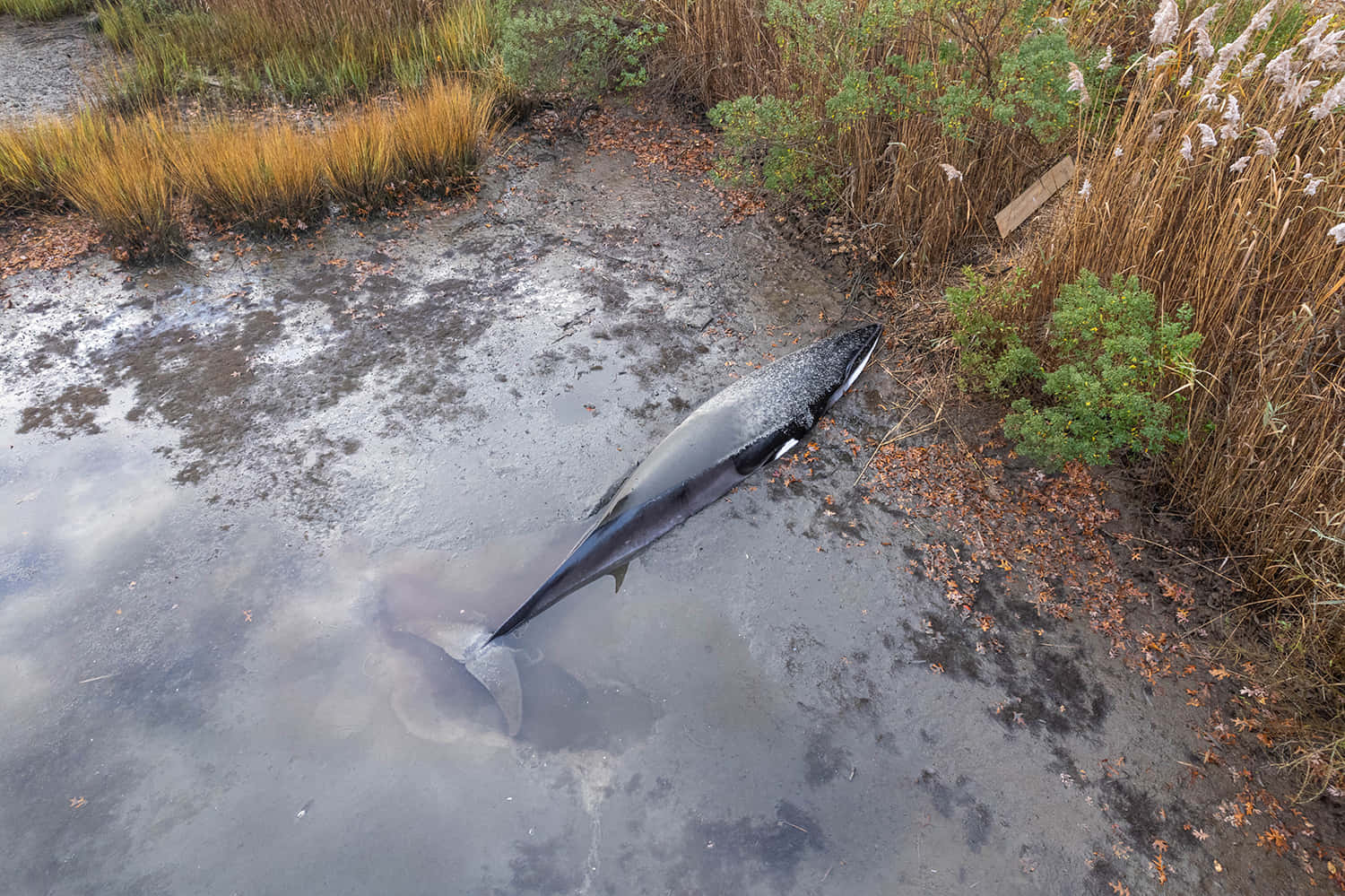 Stranded Minke Whale Wallpaper