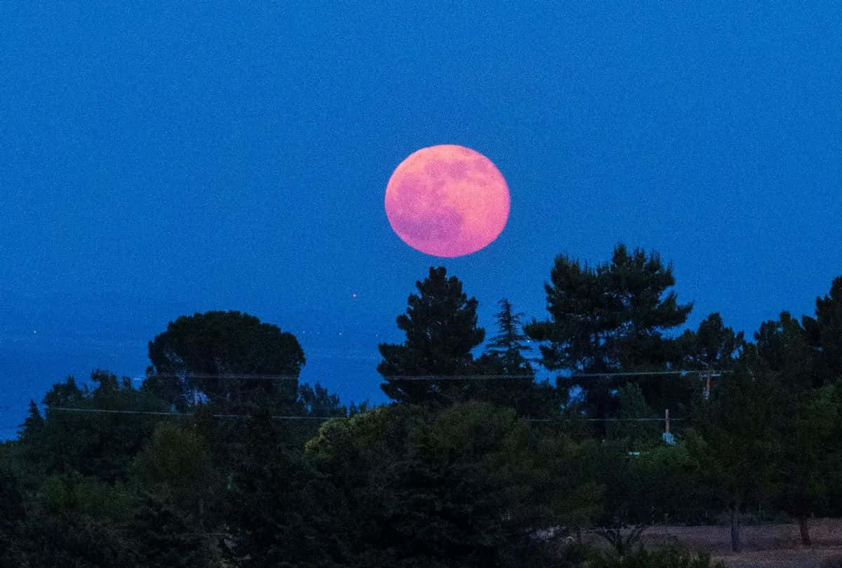 Strawberry Moon Rising Over Trees Wallpaper