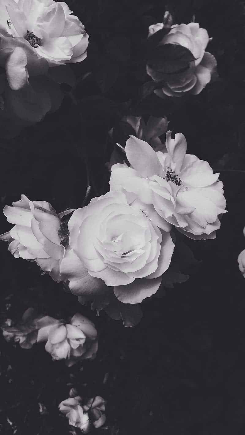 Striking And Bold, This Black And White Flower Iphone Wallpaper Lends A Modern Twist To Any Device. Wallpaper