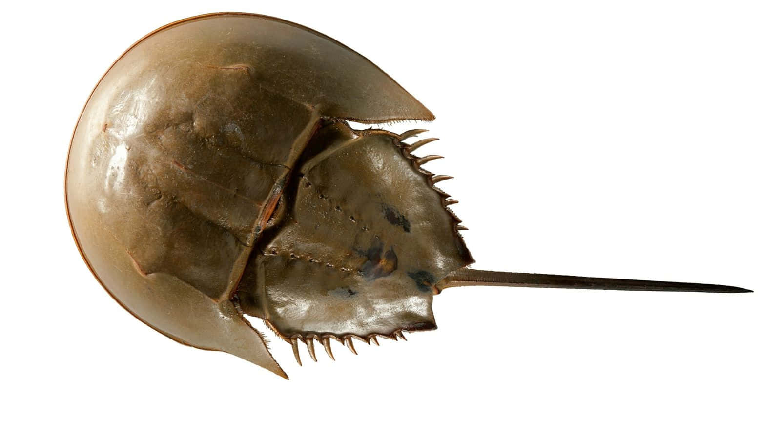 Striking Image Of Adult Horseshoe Crab Wallpaper