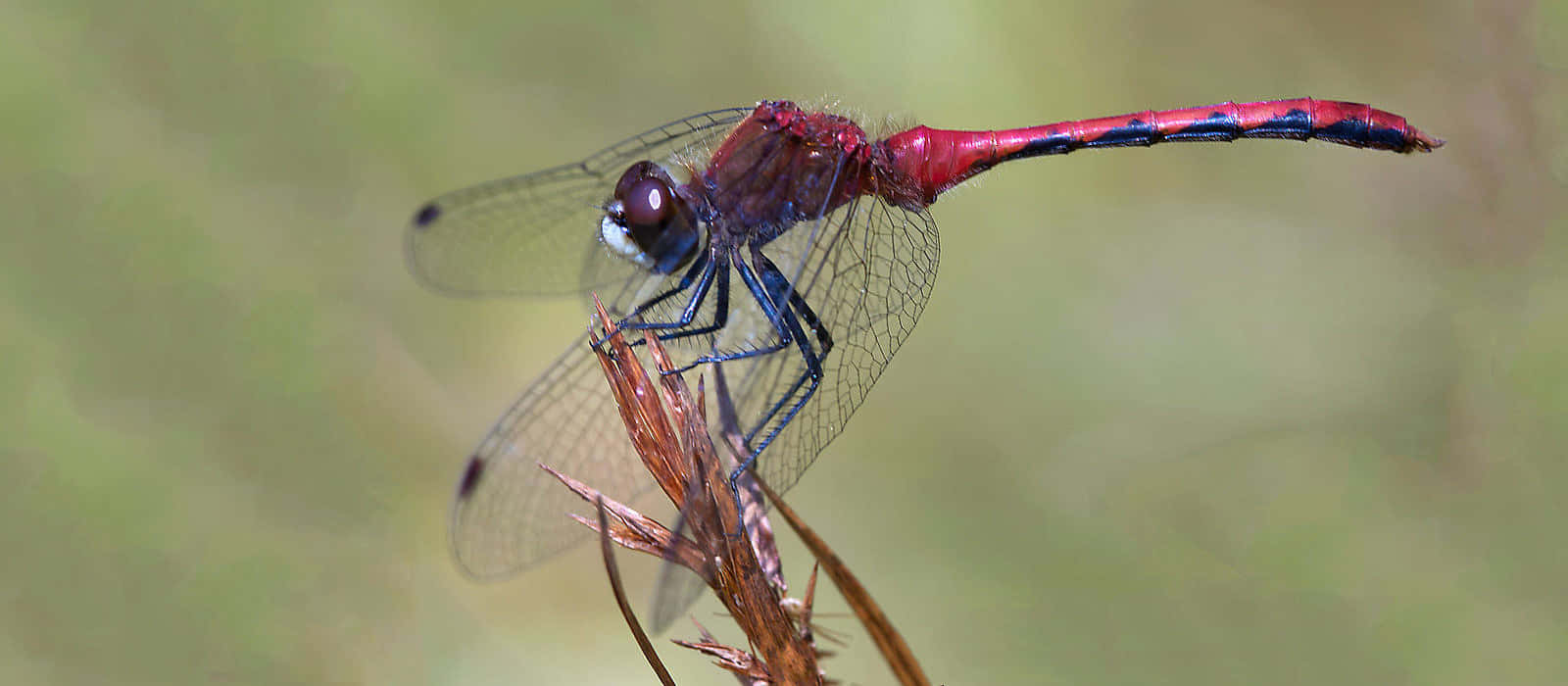 Striking Red Dragonfly On A Green Leaf Wallpaper