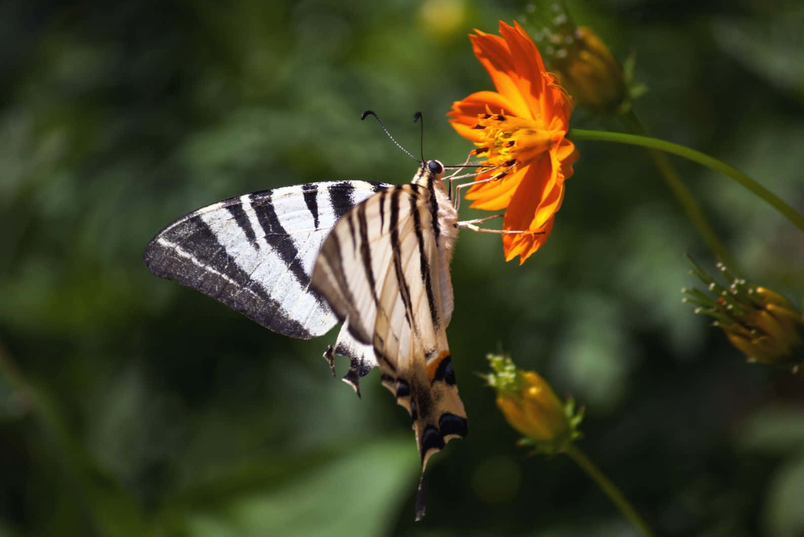 Striped Butterflyon Orange Flower Wallpaper