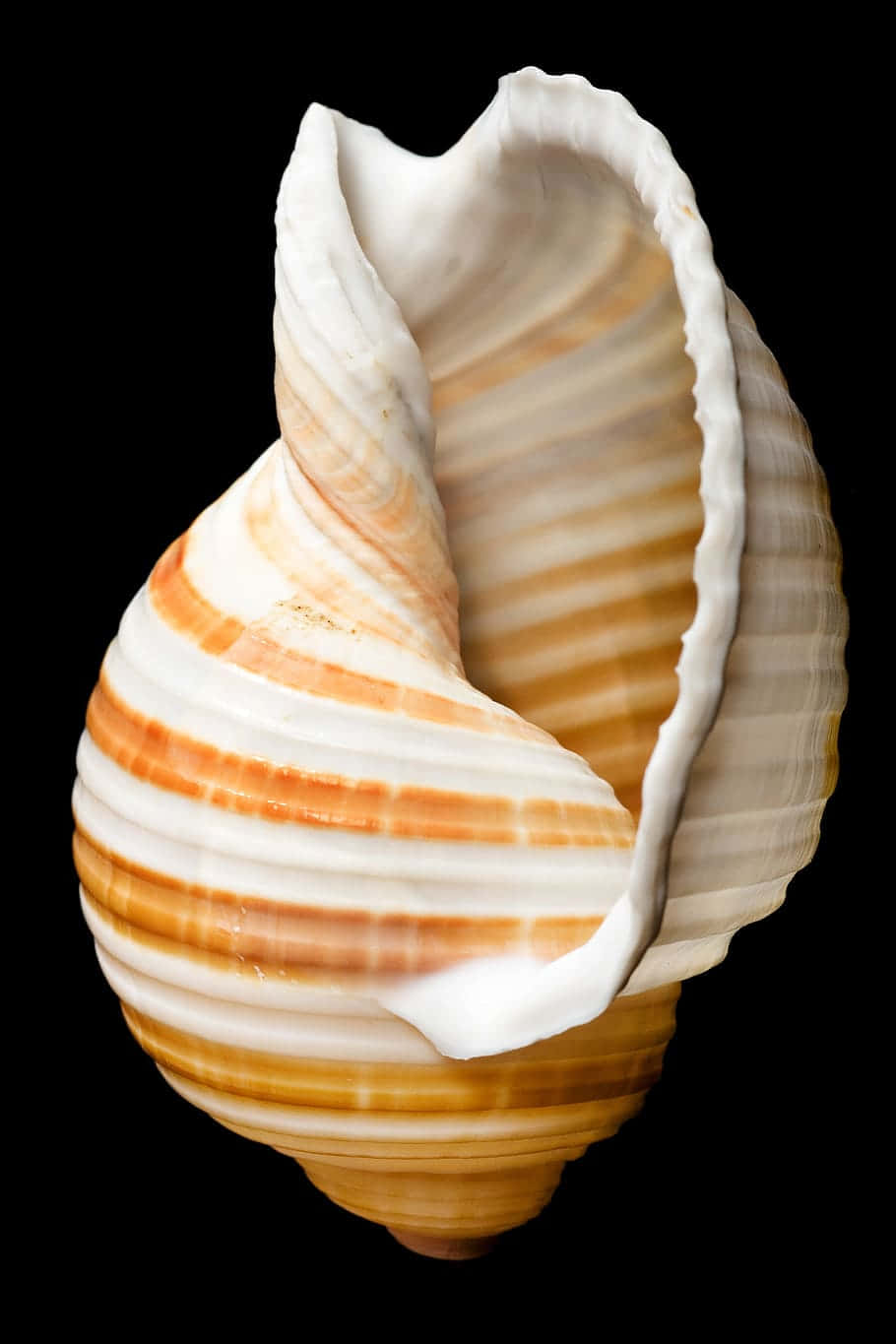 Striped Cockle Shellon Black Background Wallpaper