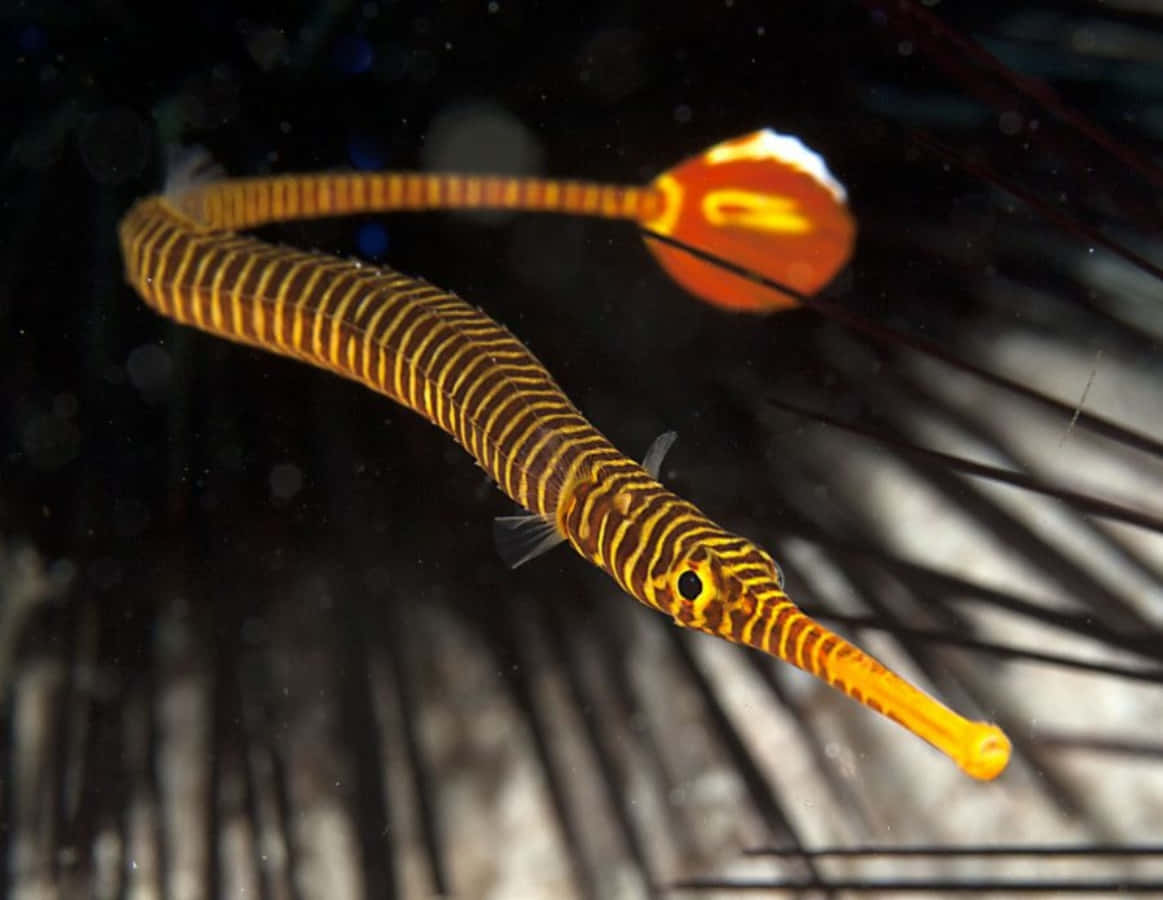 Striped Pipefish Swimming Near Sea Urchin Spines Wallpaper