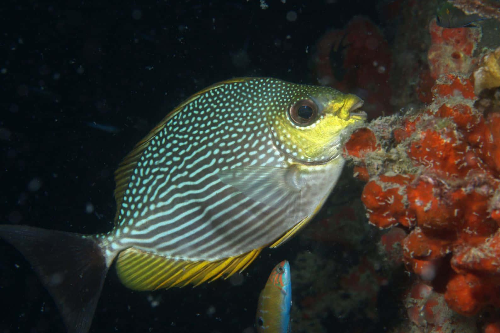 Striped Rabbitfish Underwater Wallpaper