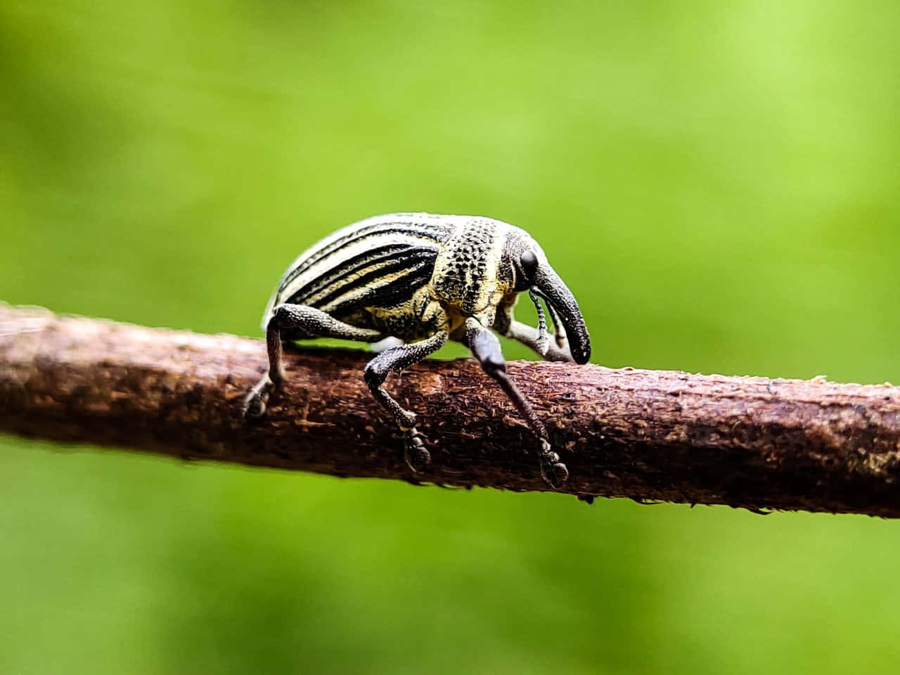 Striped Snout Beetleon Branch Wallpaper