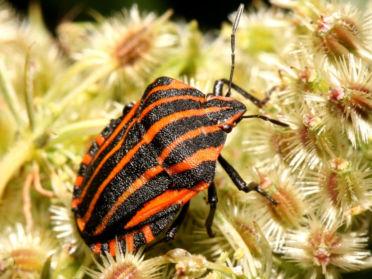 Striped Stink Bug On Flower Wallpaper