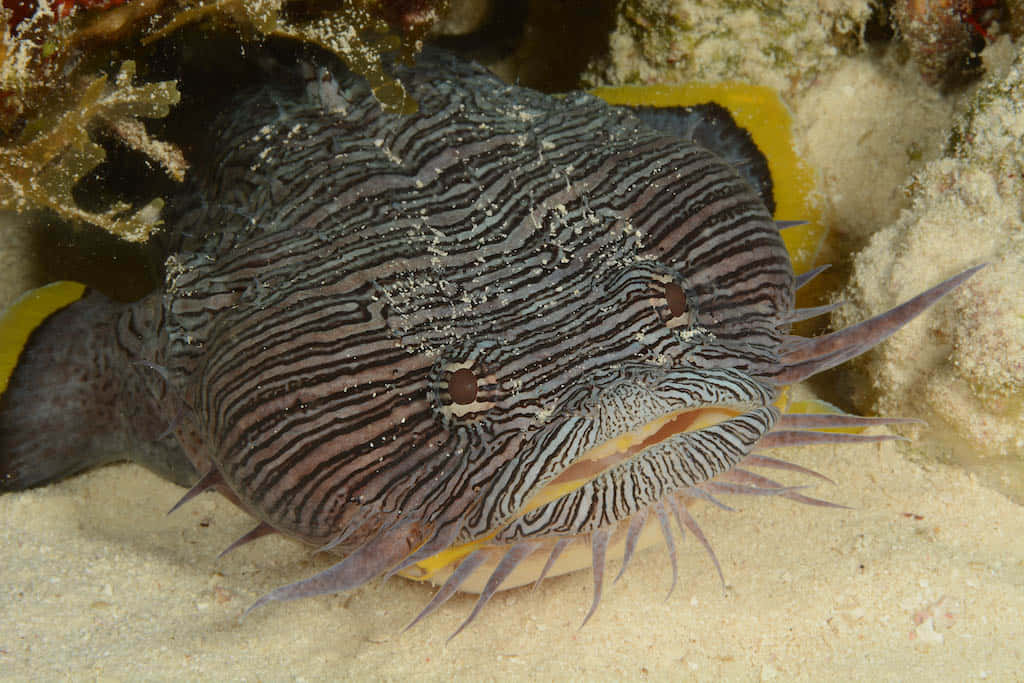 Striped Toadfish Camouflagedon Seabed.jpg Wallpaper