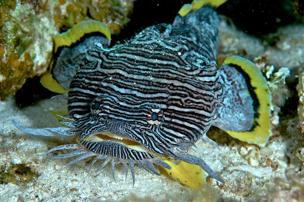 Striped Toadfish Camouflagedon Seabed.jpg Wallpaper