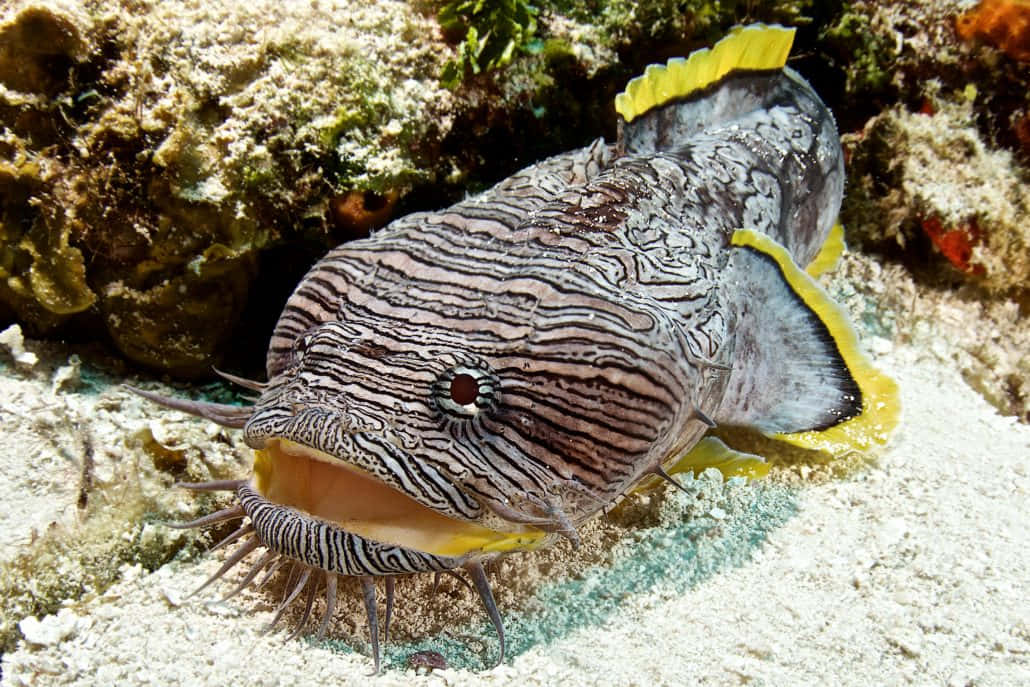 Striped Toadfish On Coral Reef.jpg Wallpaper