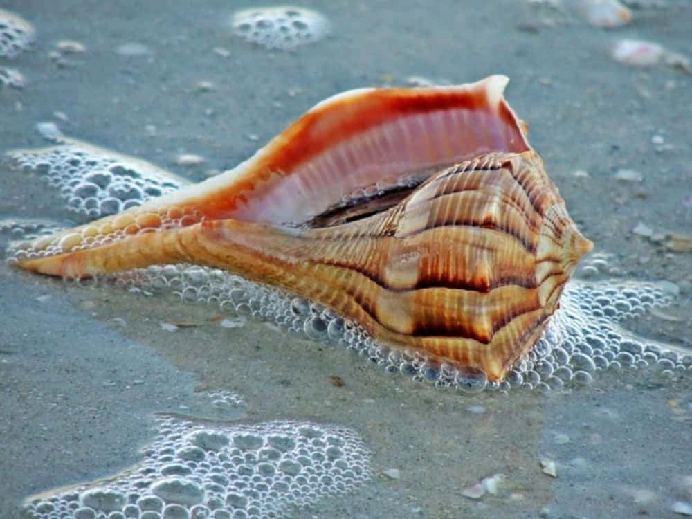 Striped Whelkon Sandy Beach Wallpaper