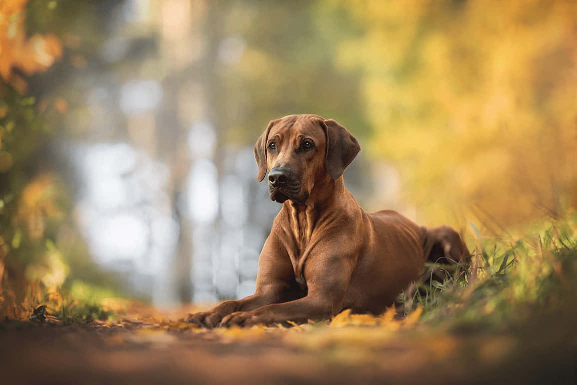 Stunning Alpha Dog In Nature Wallpaper