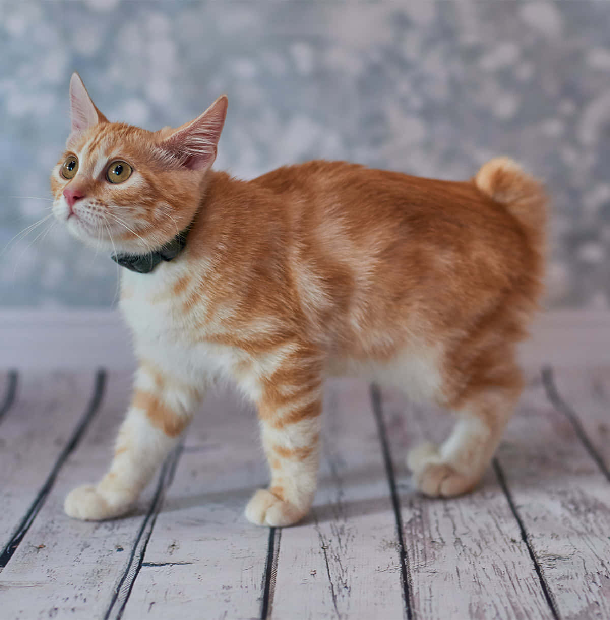 Stunning American Bobtail Cat Posing On A Tree Bark Wallpaper