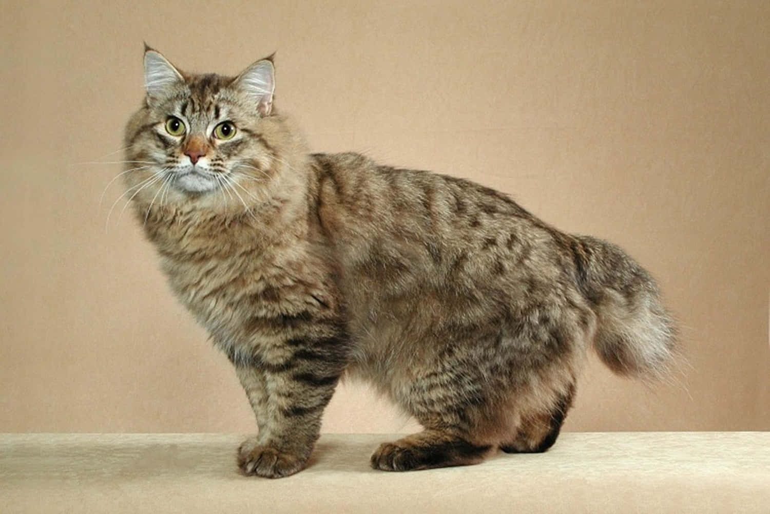 Stunning American Bobtail Cat Posing Outdoors Wallpaper