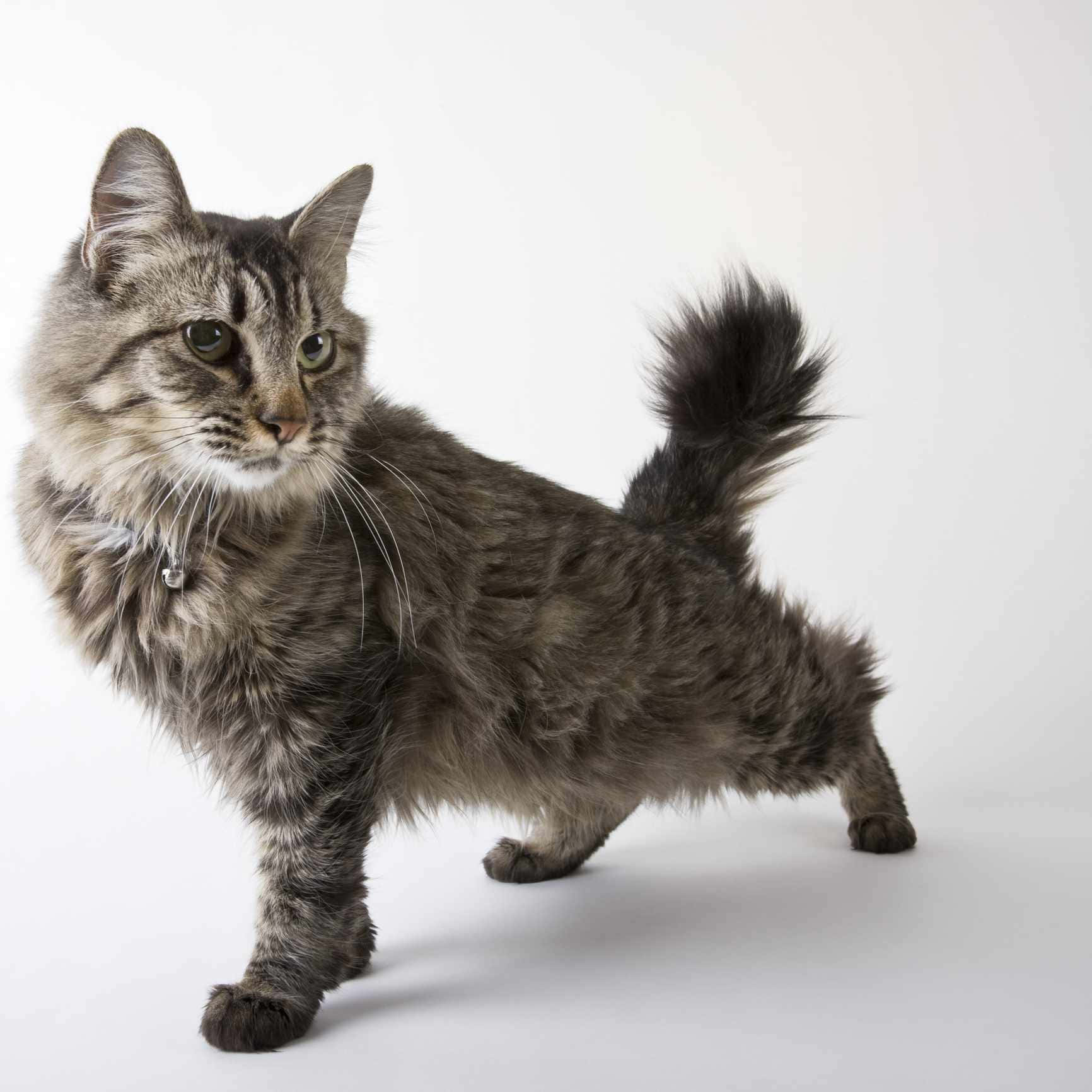 Stunning American Bobtail Cat Sitting Gracefully Wallpaper