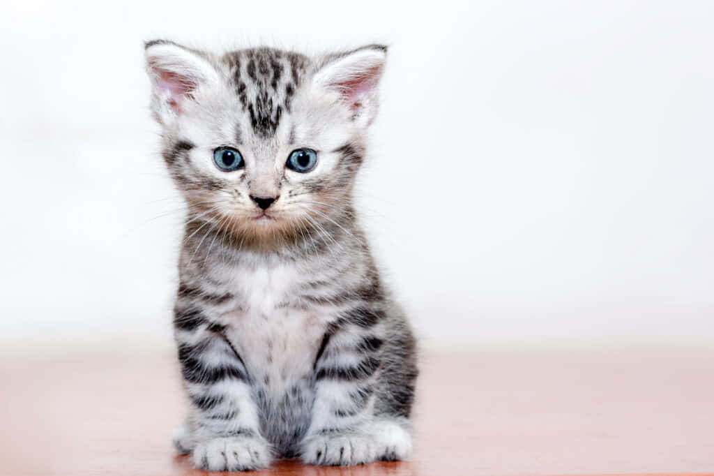 Stunning American Shorthair Cat Lounging In A Sunlit Room Wallpaper