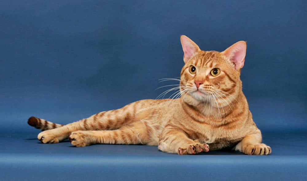 Stunning And Adorable Ocicat Posing On A Couch Wallpaper