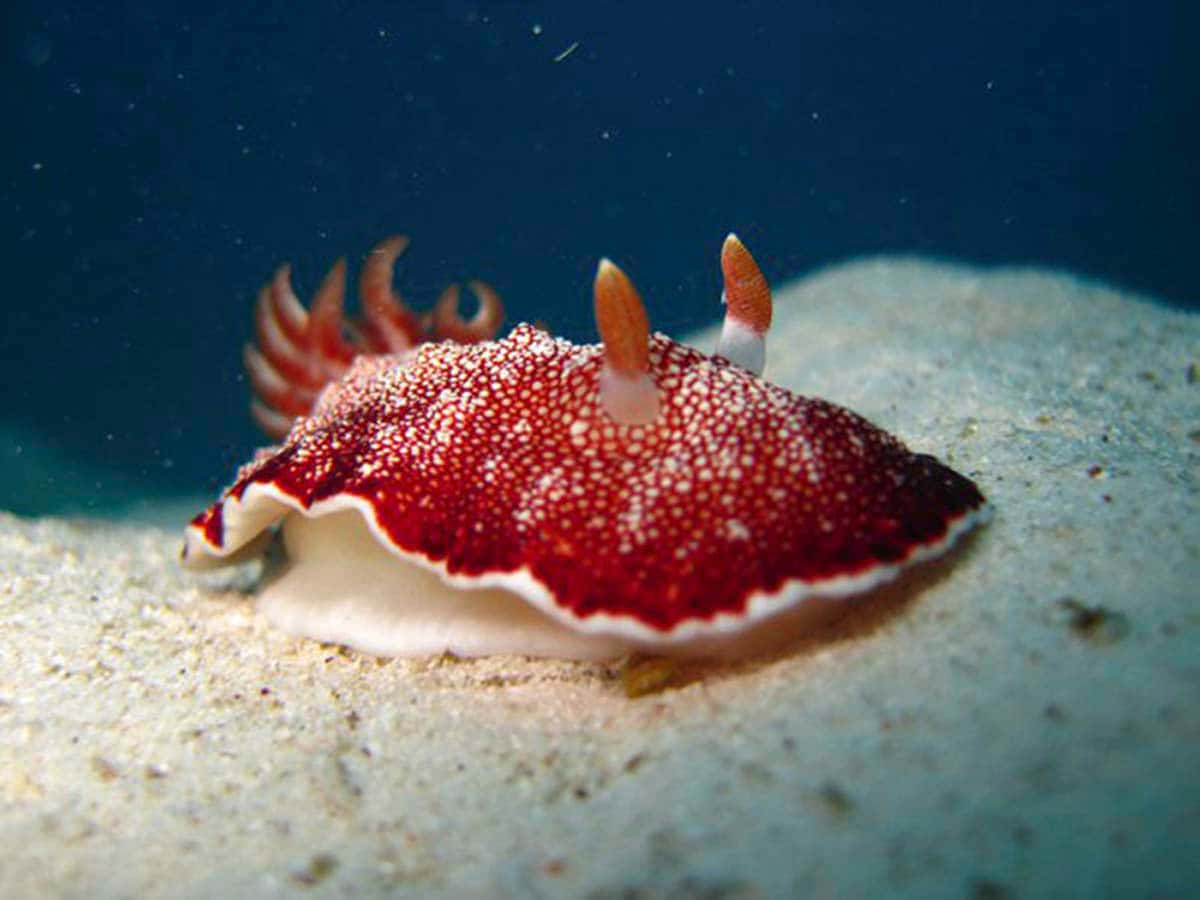 Stunning Beauty Is In The Detail Of Nudibranch Wallpaper