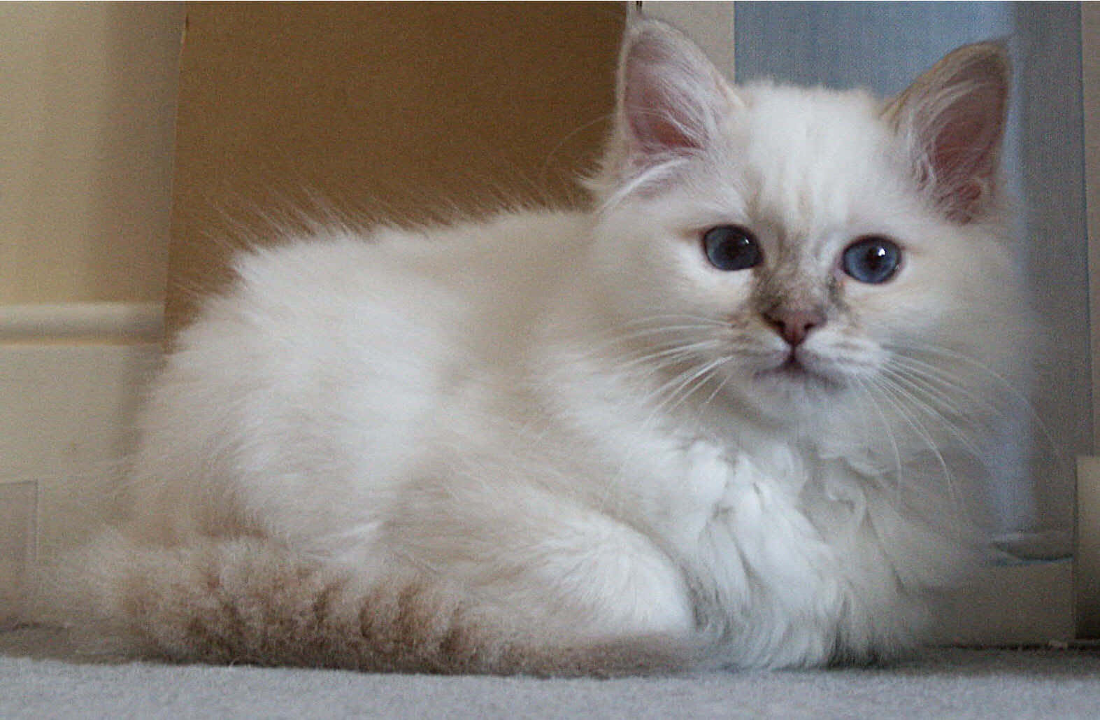 Stunning Birman Cat Gazing Intently At The Camera Wallpaper