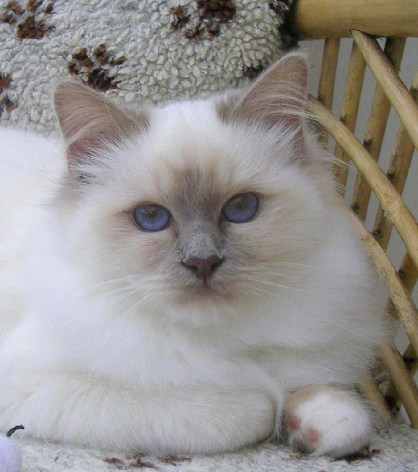 Stunning Birman Cat With Captivating Eyes Relaxing Wallpaper