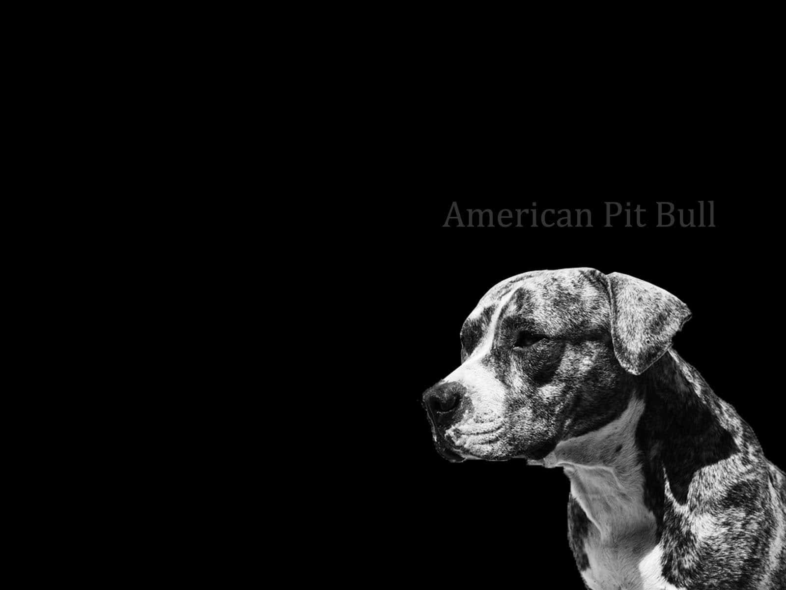 Stunning Black Pitbull Standing In A Grassy Field Wallpaper