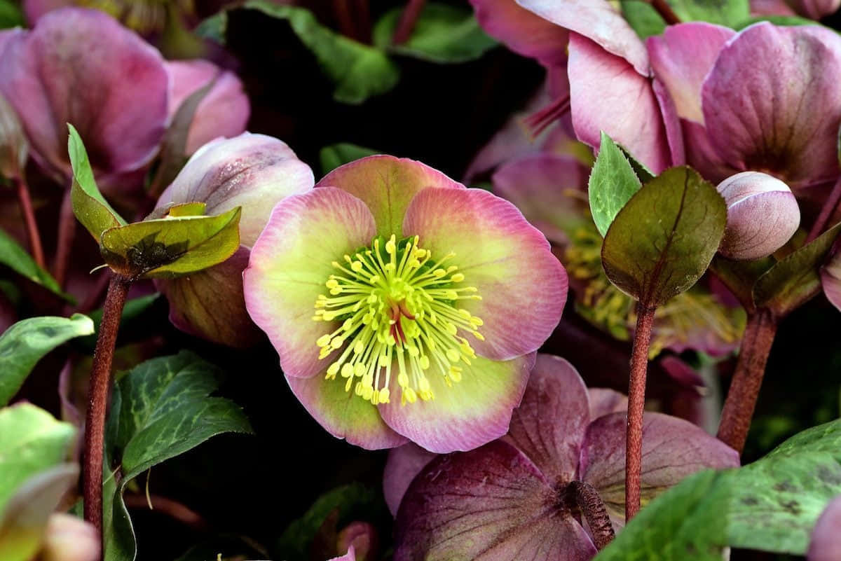 Stunning Blooming Flowers In A Vibrant Garden Wallpaper