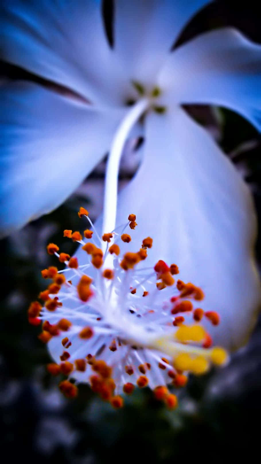 Stunning Blossom Close-up Wallpaper