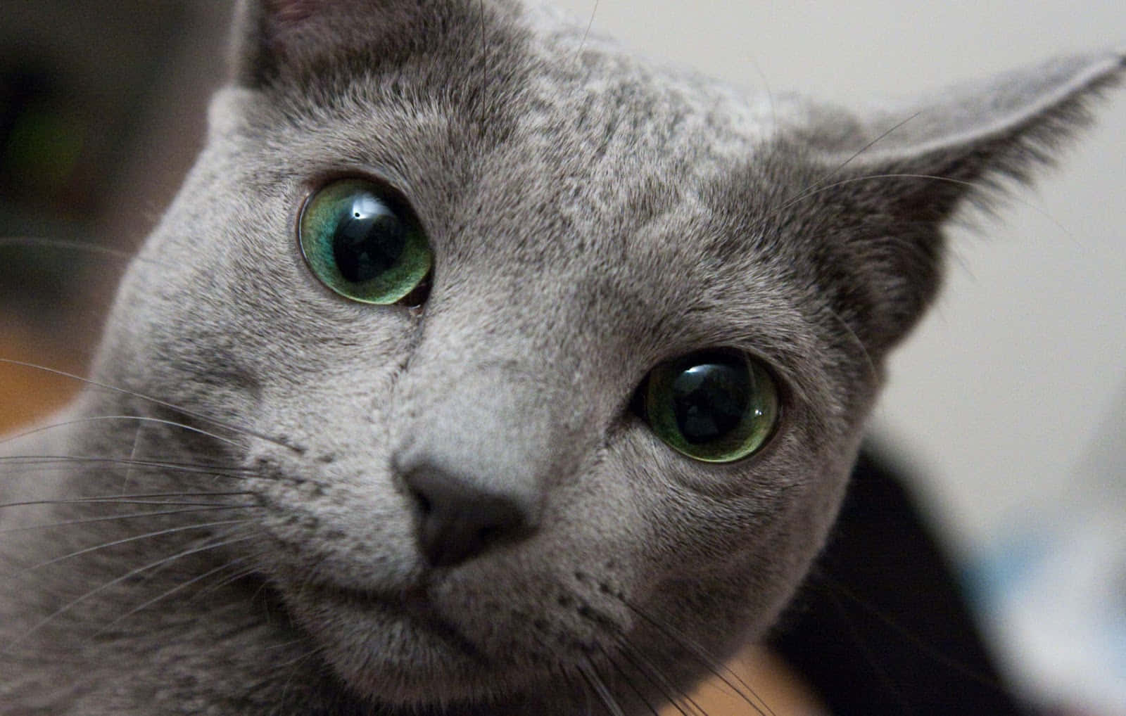 Stunning Blue Russian Cat Lounging On A White Surface Wallpaper