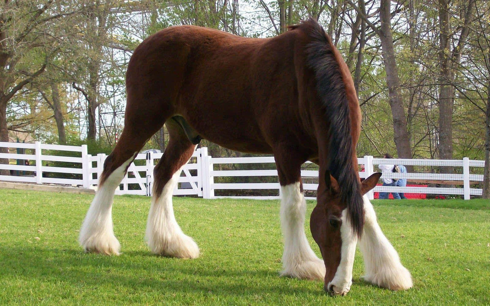 Stunning Brown Horse In Nature Wallpaper