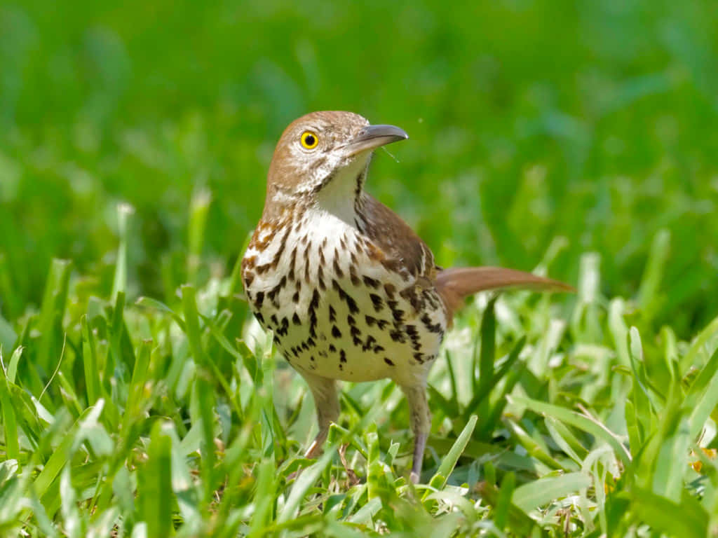 Stunning Brown Thrasher Perched On A Branch Wallpaper