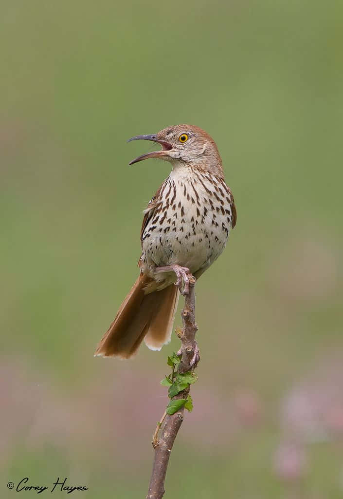 Stunning Brown Thrasher Perched On A Branch Wallpaper