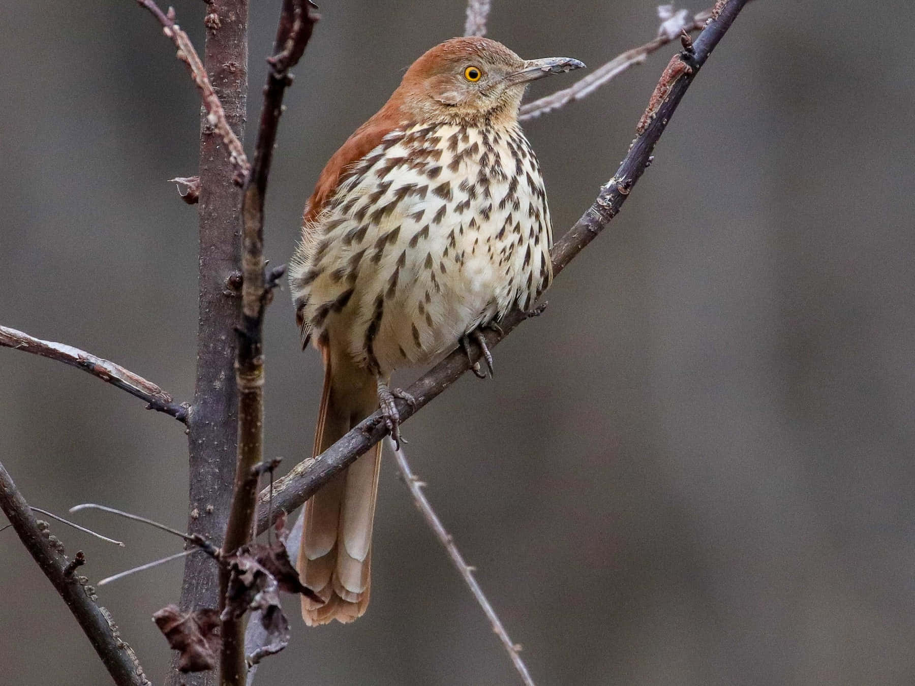 Stunning Brown Thrasher Perched On A Branch Wallpaper