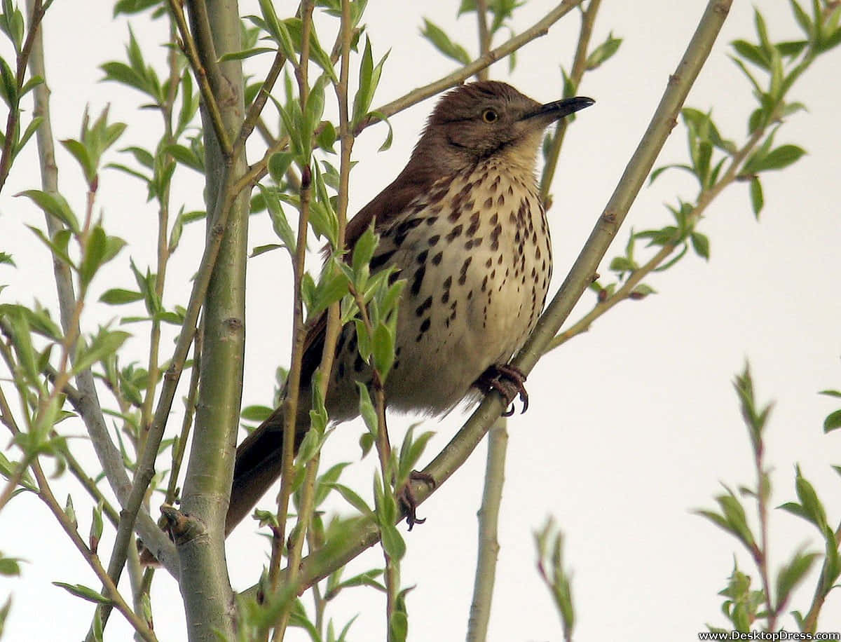 Stunning Brown Thrasher Perched On A Branch Wallpaper