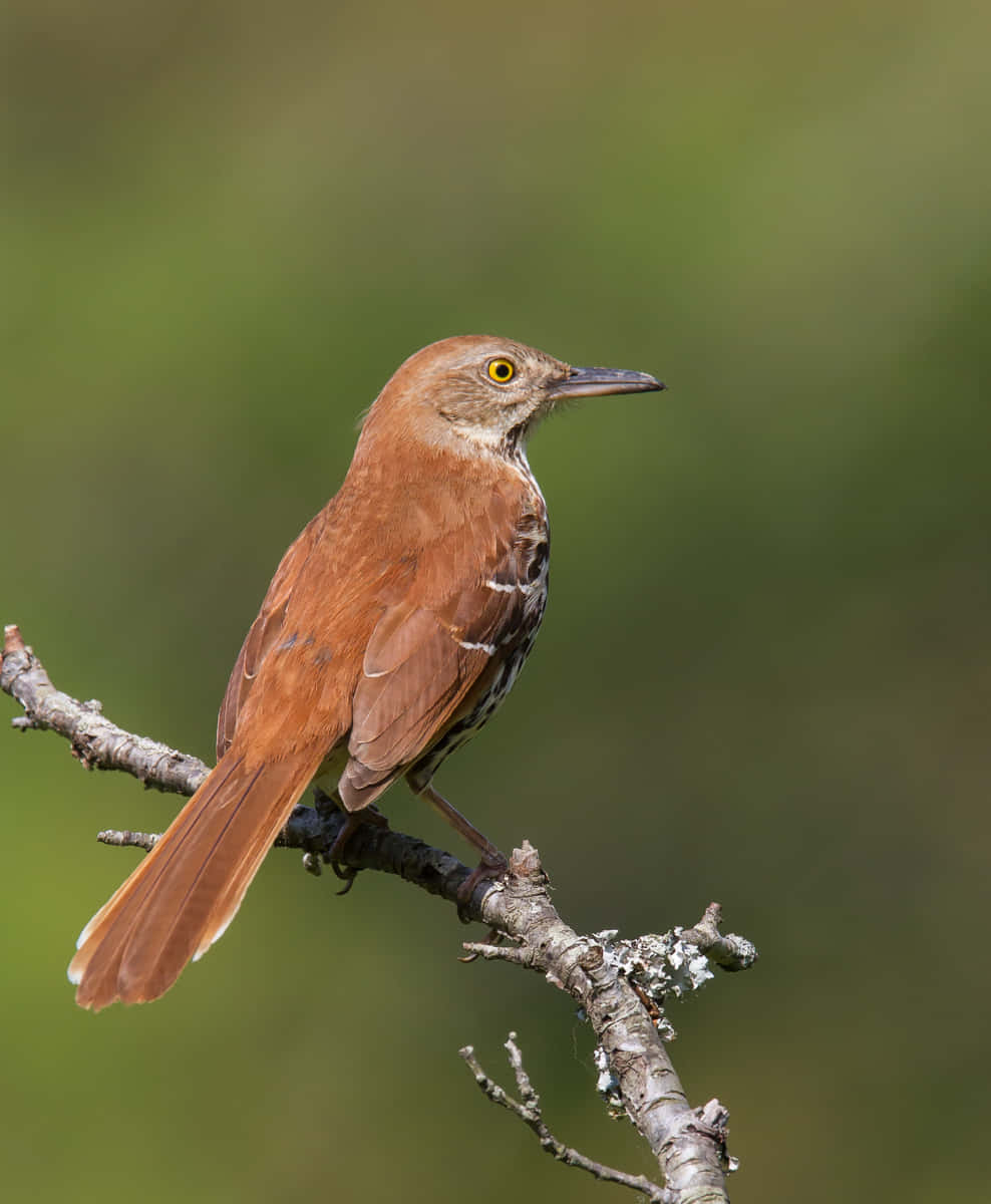 Stunning Brown Thrasher Perched On A Branch Wallpaper