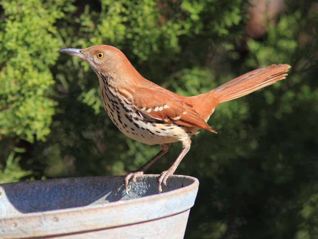 Stunning Brown Thrasher Perched On A Branch Wallpaper