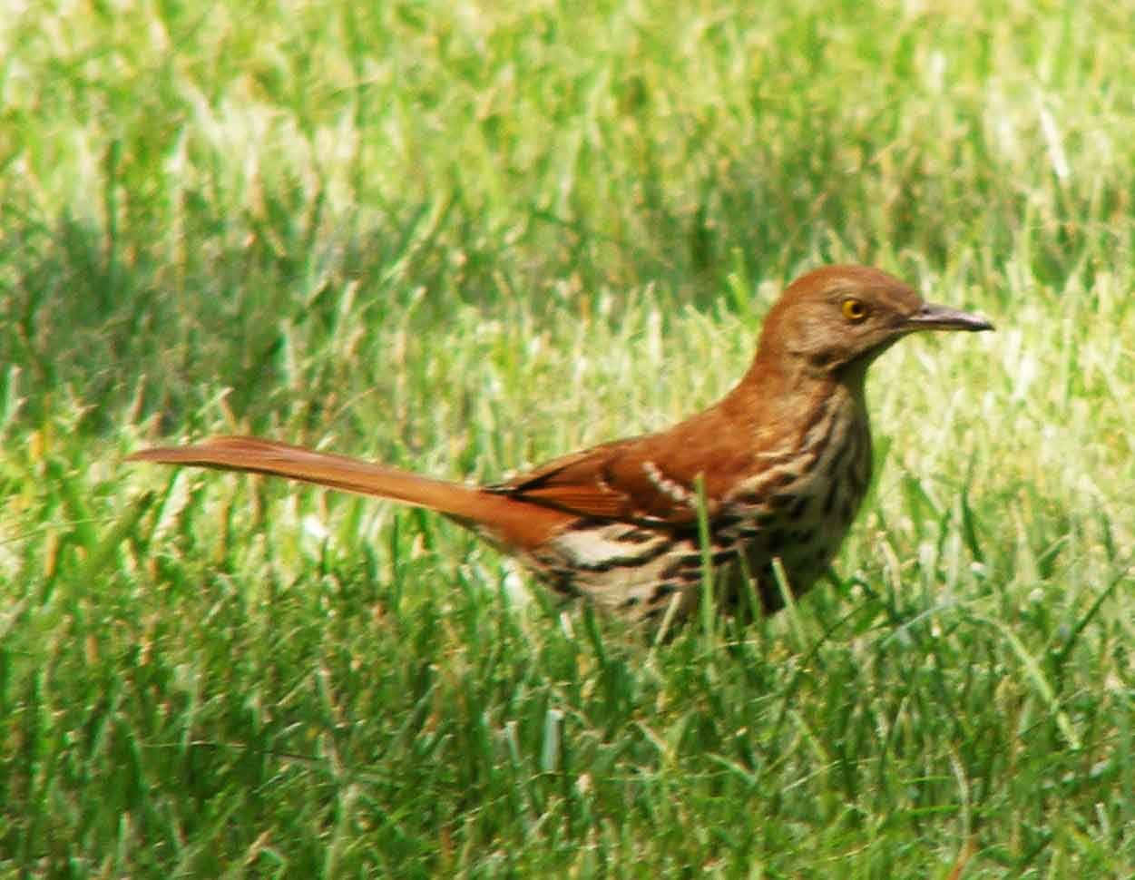 Stunning Brown Thrasher Perched On A Branch Wallpaper