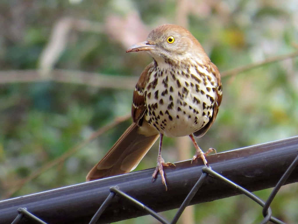 Stunning Brown Thrasher Perched On A Branch Wallpaper