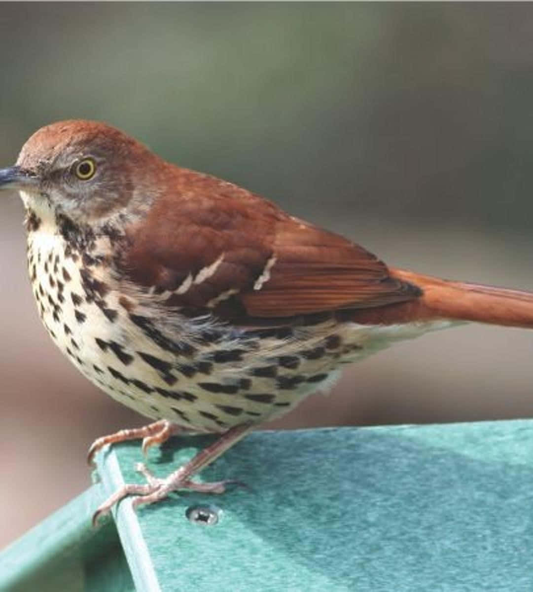 Stunning Brown Thrasher Perched On A Branch Wallpaper