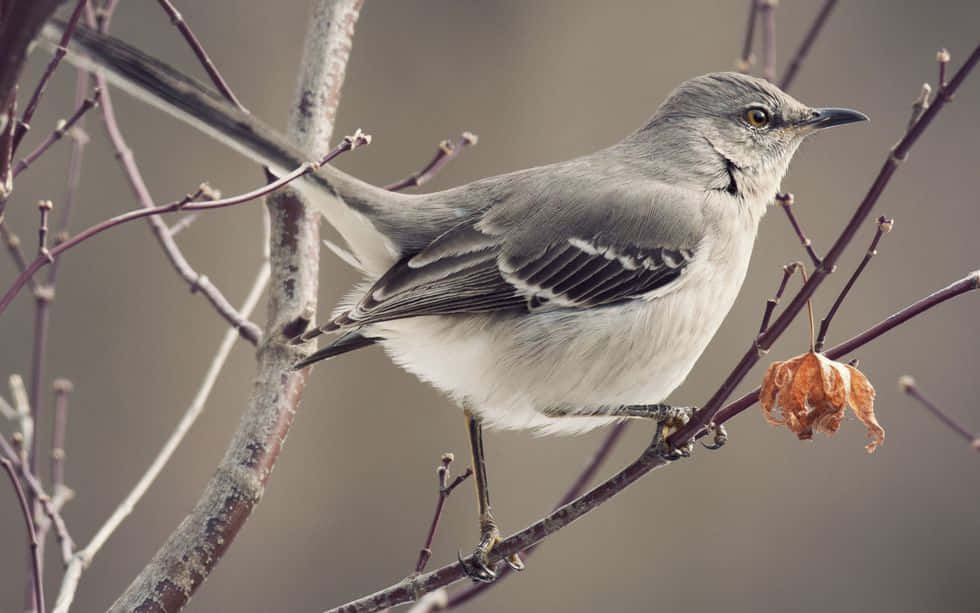 Stunning Brown Thrasher Perched On A Tree Branch Wallpaper